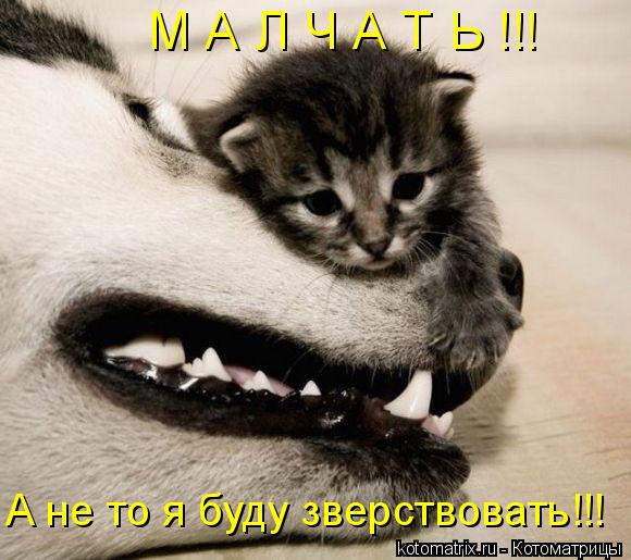 М А Л Ч А Т Ь !!! А не то я буду зверствовать!!!... Котоматрица: М А Л Ч А Т Ь !!! А не то я буду зверствовать!!!