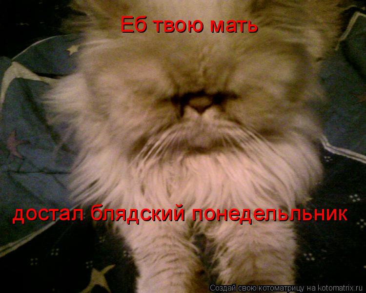 Еб твою мать достал блядский понедельльник... Котоматрица: Еб твою мать достал блядский понедельльник