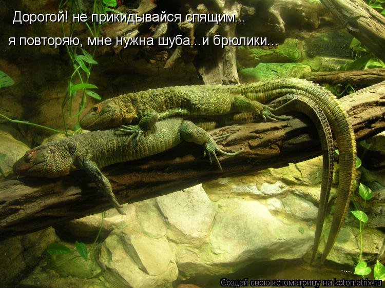 Котоматрица: Дорогой! не прикидывайся спящим... я повторяю, мне нужна шуба...и брюлики...