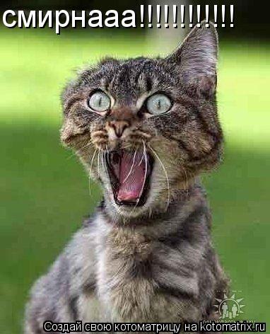 смирнааа!!!!!!!!!!!!... Котоматрица: смирнааа!!!!!!!!!!!!