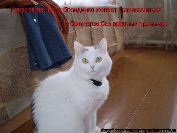 Привлекательная блондинка желает познакомиться с брюнетом без вредных привычек... Котоматрица: Привлекательная блондинка желает познакомиться с брюнетом без вредных привычек