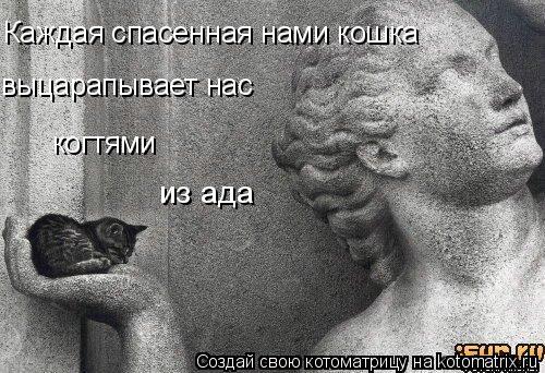 Каждая спасенная нами кошка выцарапывает нас когтями из ада... Котоматрица: Каждая спасенная нами кошка выцарапывает нас когтями из ада