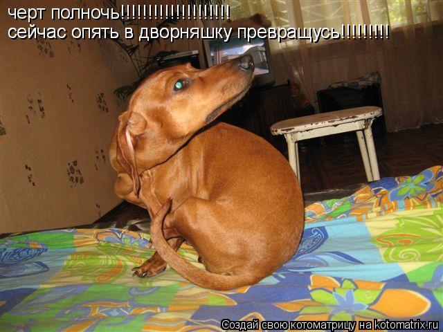черт полночь!!!!!!!!!!!!!!!!!!!! сейчас опять в дворняшку превращусь!!!!!!!!! сейчас опять в дворняшк... Котоматрица: черт полночь!!!!!!!!!!!!!!!!!!!! сейчас опять в дворняшку превращусь!!!!!!!!! сейчас опять в дворняшку превращусь!!!!!!!!!
