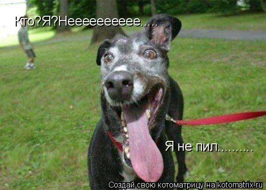 Кто?Я?Нееееееееее..... Я не пил............. Котоматрица: Кто?Я?Нееееееееее..... Я не пил..........