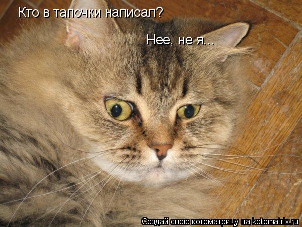 Кто в тапочки написал? Нее, не я...... Котоматрица: Кто в тапочки написал? Нее, не я...