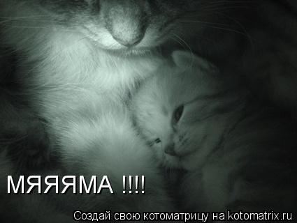 МЯЯЯМА !!!!... Котоматрица: МЯЯЯМА !!!!