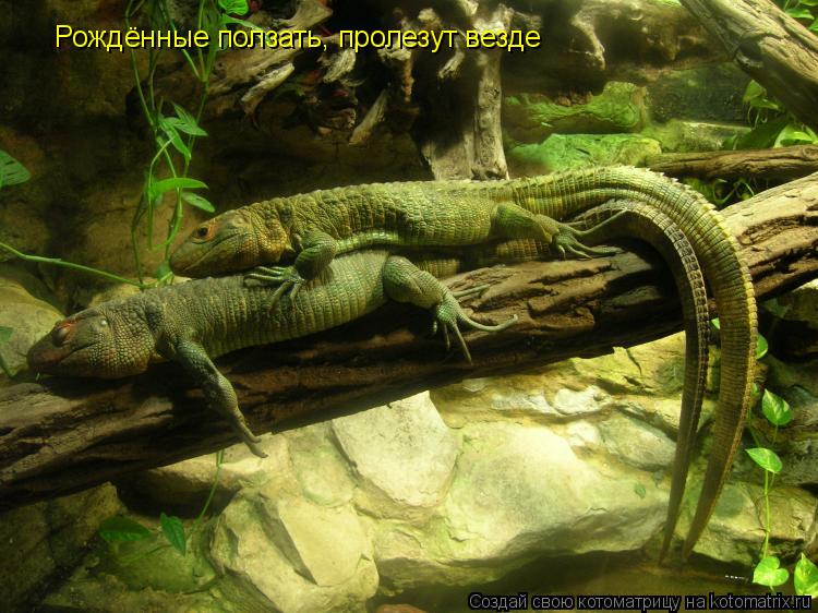 Рождённые ползать, пролезут везде... Котоматрица: Рождённые ползать, пролезут везде