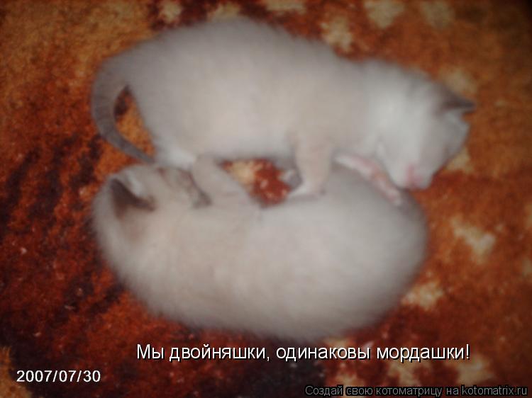 Мы двойняшки, одинаковы мордашки!... Котоматрица: Мы двойняшки, одинаковы мордашки!