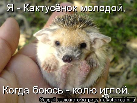 Я - Кактусёнок молодой, Когда боюсь - колю иглой.... Котоматрица: Я - Кактусёнок молодой, Когда боюсь - колю иглой.