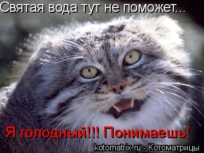 Святая вода тут не поможет... Я голодный!!! Понимаешь!... Котоматрица: Святая вода тут не поможет... Я голодный!!! Понимаешь!