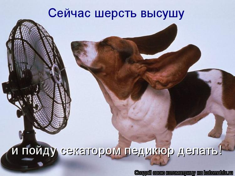Сейчас шерсть высушу и пойду секатором педикюр делать!... Котоматрица: Сейчас шерсть высушу и пойду секатором педикюр делать!