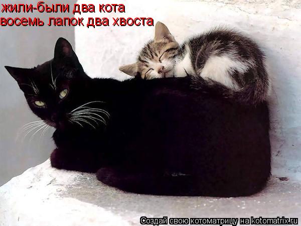 жили-были два кота восемь лапок два хвоста... Котоматрица: жили-были два кота восемь лапок два хвоста