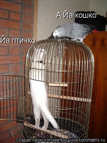 Йа птичко А Йа кошко... Котоматрица: Йа птичко А Йа кошко