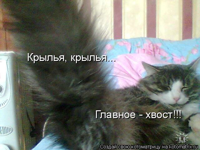 Крылья, крылья... Главное - хвост!!!... Котоматрица: Крылья, крылья... Главное - хвост!!!