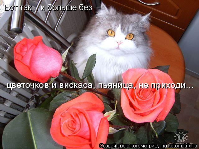 Котоматрица: Вот так... и больше без  цветочков и вискаса, пьяница, не приходи...