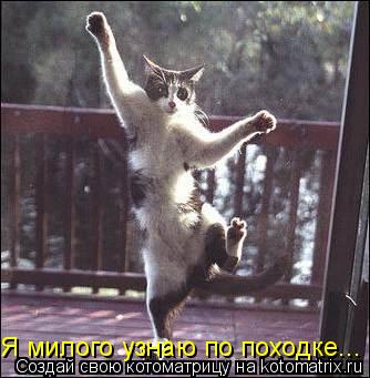 Я милого узнаю по походке...... Котоматрица: Я милого узнаю по походке...