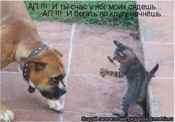 АП !!! И ты счас у ног моих сядешь... АП !!! И бегать по кругу начнёшь..... Котоматрица: АП !!! И ты счас у ног моих сядешь... АП !!! И бегать по кругу начнёшь..