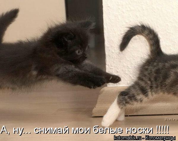 А, ну... снимай мои белые носки !!!!!... Котоматрица: А, ну... снимай мои белые носки !!!!!