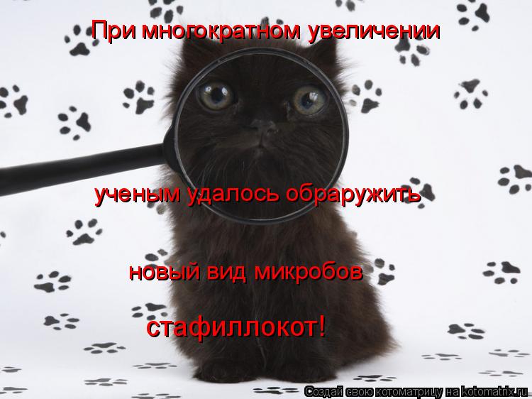 При многократном увеличении ученым удалось обраружить новый вид микробов стафиллокот!... Котоматрица: При многократном увеличении ученым удалось обраружить новый вид микробов стафиллокот!