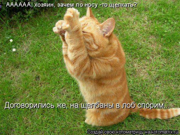 АААААА, хозяин, зачем по носу -то щелкать? Договорились же, на щелбаны в лоб спорим...... Котоматрица: АААААА, хозяин, зачем по носу -то щелкать? Договорились же, на щелбаны в лоб спорим...