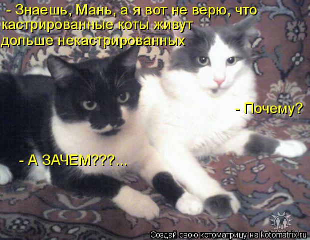 Котоматрица: - Знаешь, Мань, а я вот не верю, что кастрированные коты живут дольше некастрированных - Почему? - А ЗАЧЕМ???...