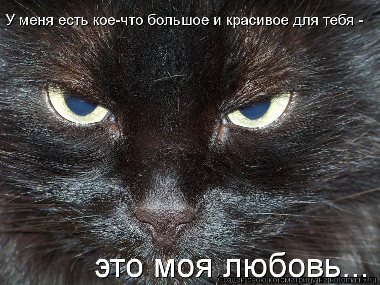 У меня есть кое-что большое и красивое для тебя - это моя любовь...... Котоматрица: У меня есть кое-что большое и красивое для тебя - это моя любовь...