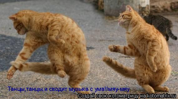 Танцы,танцы,и сводит музыка с ума!!мяу-мяу... Котоматрица: Танцы,танцы,и сводит музыка с ума!!мяу-мяу