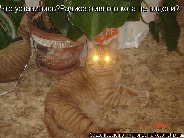 Что уставились?Радиоактивного кота не видели?... Котоматрица: Что уставились?Радиоактивного кота не видели?