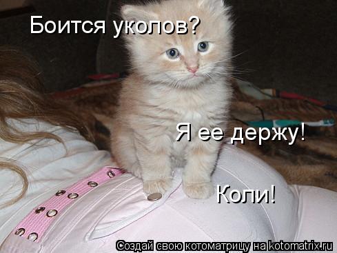 Боится уколов? Я ее держу! Коли!... Котоматрица: Боится уколов? Я ее держу! Коли!