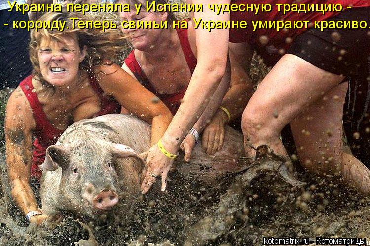 Украина переняла у Испании чудесную традицию - - корриду.Теперь свиньи на Украине умирают красиво.... Котоматрица: Украина переняла у Испании чудесную традицию - - корриду.Теперь свиньи на Украине умирают красиво.