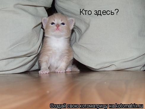 Кто здесь?... Котоматрица: Кто здесь?