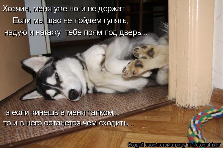 Хозяин, меня уже ноги не держат.... Если мы щас не пойдем гулять, а если кинешь в меня тапком... то и... Котоматрица: Хозяин, меня уже ноги не держат.... Если мы щас не пойдем гулять, а если кинешь в меня тапком... то и в него останется чем сходить... надую и нагаж