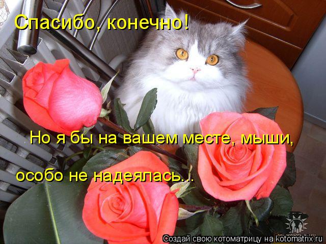 Спасибо, конечно! Но я бы на вашем месте, мыши, особо не надеялась...... Котоматрица: Спасибо, конечно! Но я бы на вашем месте, мыши, особо не надеялась...