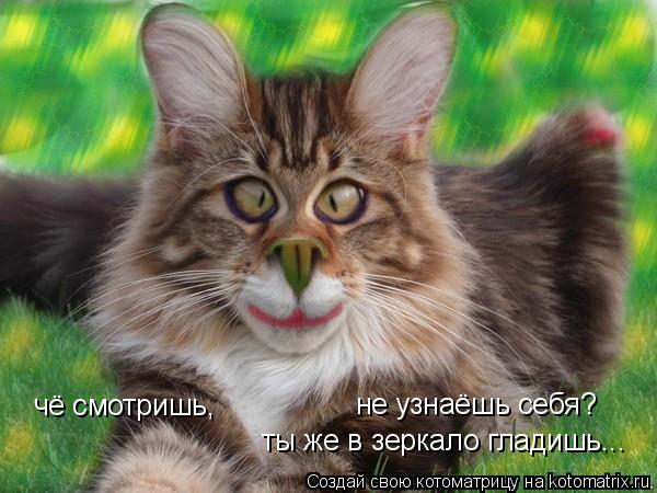 чё смотришь, чё смотришь, не узнаёшь себя? ты же в зеркало гладишь...... Котоматрица: чё смотришь, чё смотришь, не узнаёшь себя? ты же в зеркало гладишь...