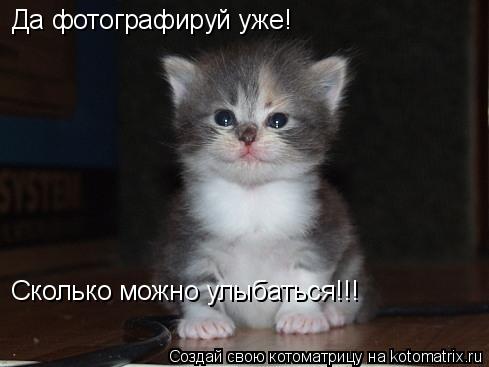 Да фотографируй уже! Сколько можно улыбаться!!!... Котоматрица: Да фотографируй уже! Сколько можно улыбаться!!!