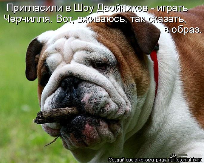 Пригласили в Шоу Двойников - играть Черчилля. Вот, вживаюсь, так сказать, в образ.... Котоматрица: Пригласили в Шоу Двойников - играть Черчилля. Вот, вживаюсь, так сказать, в образ.