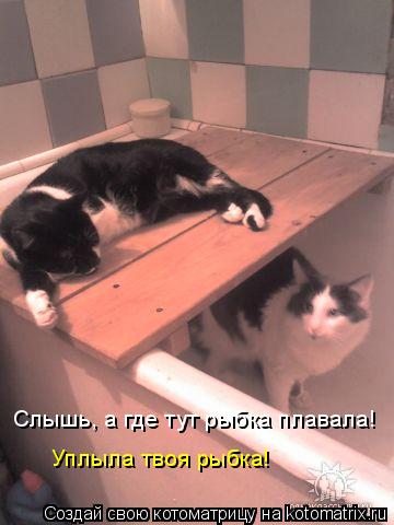Слышь, а где тут рыбка плавала! Уплыла твоя рыбка!... Котоматрица: Слышь, а где тут рыбка плавала! Уплыла твоя рыбка!