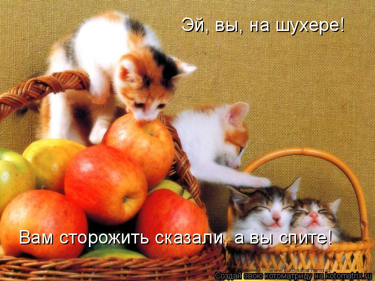 Эй, вы, на шухере! Вам сторожить сказали, а вы спите!... Котоматрица: Эй, вы, на шухере! Вам сторожить сказали, а вы спите!