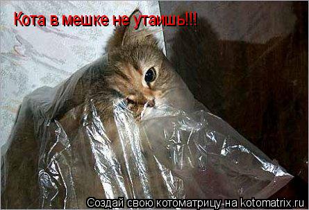 Кота в мешке не утаишь!!!... Котоматрица: Кота в мешке не утаишь!!!