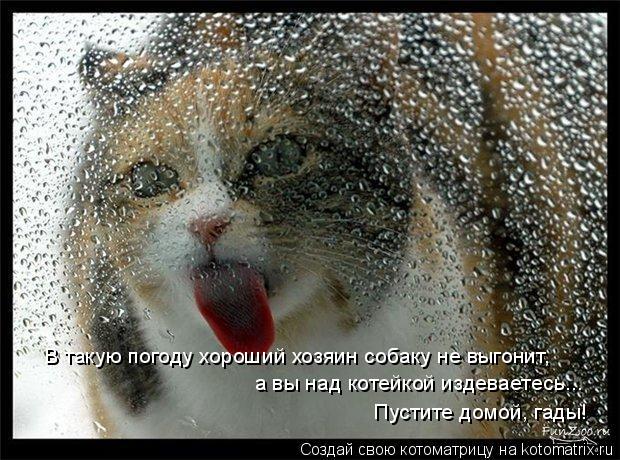 В такую погоду хороший хозяин собаку не выгонит, а вы над котейкой издеваетесь... Пустите домой, гад... Котоматрица: В такую погоду хороший хозяин собаку не выгонит, а вы над котейкой издеваетесь... Пустите домой, гады!