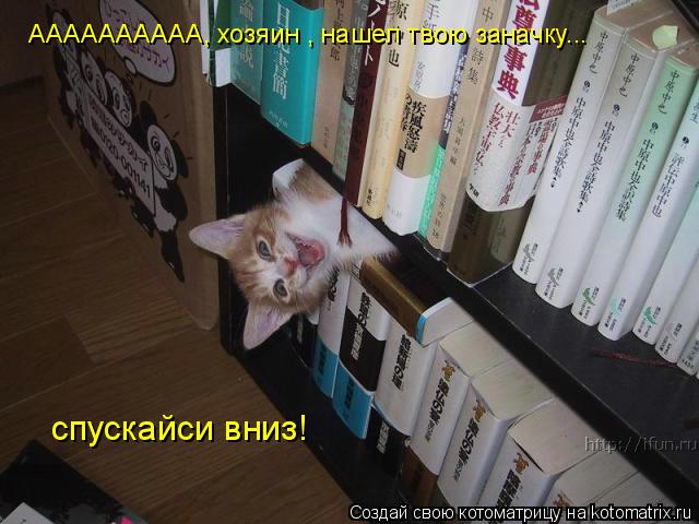 АААААААААА, хозяин , нашел твою заначку... спускайси вниз!... Котоматрица: АААААААААА, хозяин , нашел твою заначку... спускайси вниз!