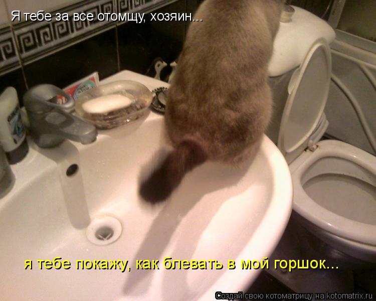 Я тебе за все отомщу, хозяин... я тебе покажу, как блевать в мой горшок...... Котоматрица: Я тебе за все отомщу, хозяин... я тебе покажу, как блевать в мой горшок...
