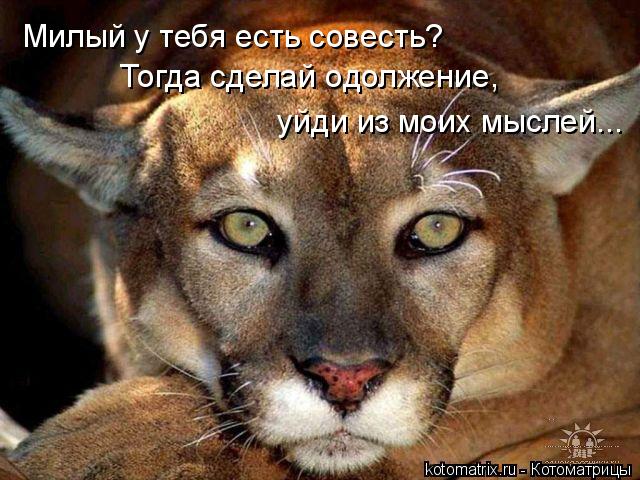 Милый у тебя есть совесть? Тогда сделай одолжение, уйди из моих мыслей...... Котоматрица: Милый у тебя есть совесть? Тогда сделай одолжение, уйди из моих мыслей...