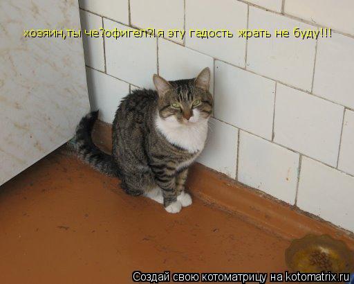 хозяин,ты че?офигел?!я эту гадость жрать не буду!!!... Котоматрица: хозяин,ты че?офигел?!я эту гадость жрать не буду!!!