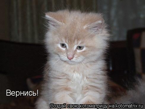 Вернись!... Котоматрица: Вернись!