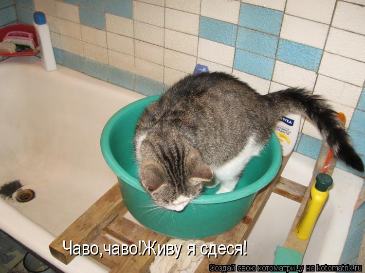Чаво,чаво!Живу я сдеся!... Котоматрица: Чаво,чаво!Живу я сдеся!