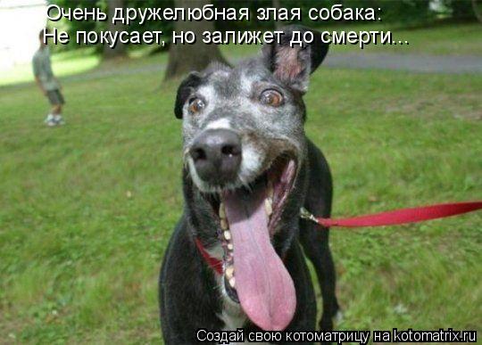 Очень дружелюбная злая собака: Не покусает, но залижет до смерти...... Котоматрица: Очень дружелюбная злая собака: Не покусает, но залижет до смерти...