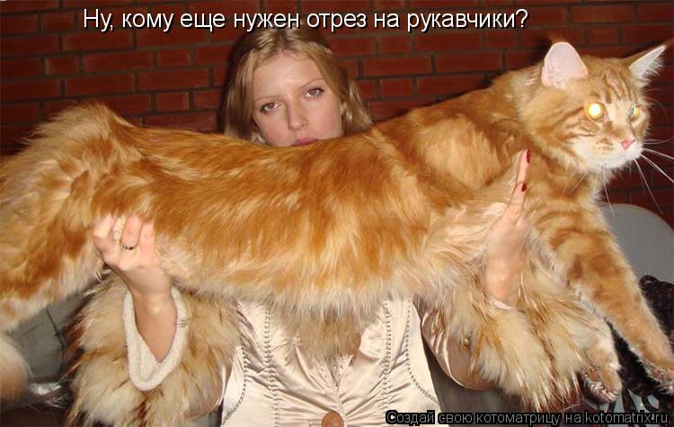 Ну, кому еще нужен отрез на рукавчики?... Котоматрица: Ну, кому еще нужен отрез на рукавчики?
