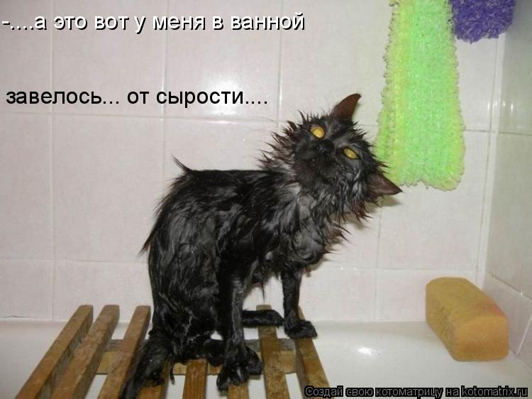 Котоматрица: -....а это вот у меня в ванной завелось... от сырости....
