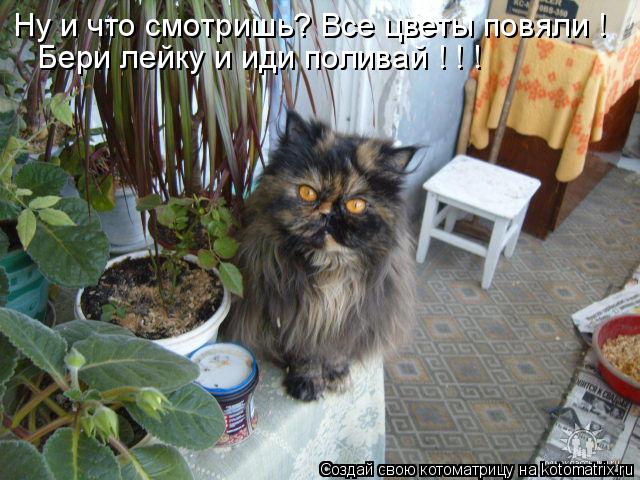 Котоматрица: Ну и что смотришь? Все цветы повяли !  Бери лейку и иди поливай ! ! !